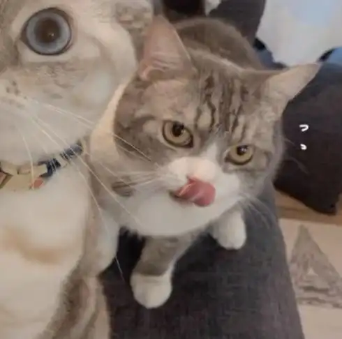 猫咪头像,安排
