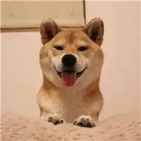 蠢萌秋田犬好看头像微信头像图片大全
