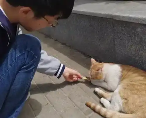 回顾上海12岁男孩被猫抓伤,打了五针狂犬疫苗,为何还是走了
