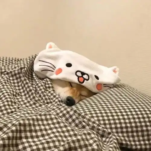 超萌的狗狗和猫咪头像
