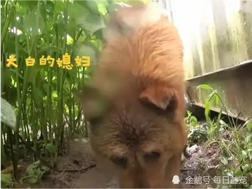狗狗夜不归宿,是渣男好心人跟踪发现,它是名副其实的好男人
