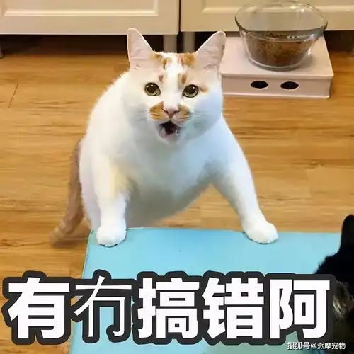 养猫这么多年,你咋连个猫碗都摆不对呢
