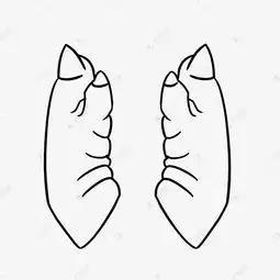 黑白线描手绘猪蹄透明png素材图片免费下载千库网
