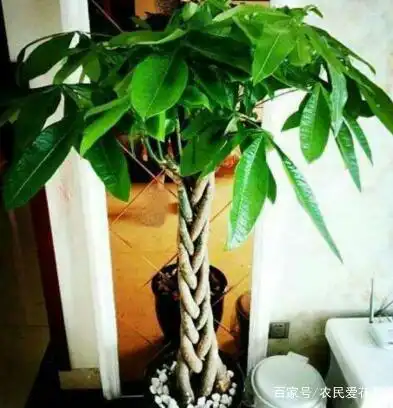 客厅养花不能乱,知道的人,都养这3种,能旺运,还招财
