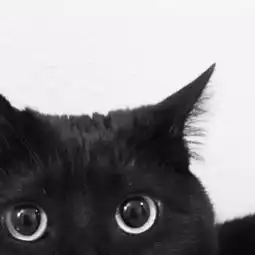 神秘莫测古灵精怪的小黑猫,谁能不爱呢
