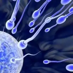 男性死精症还能怀孕吗

