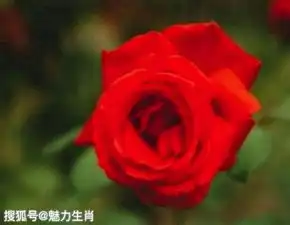 惹不起的四生肖大富大贵,10月13号开始收入提升,未来生活富足美满
