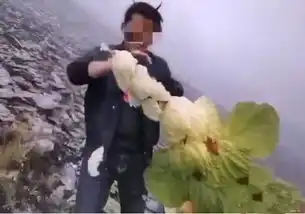 抖音上炫耀式破坏珍稀植物的男子,网友喊你去自首
