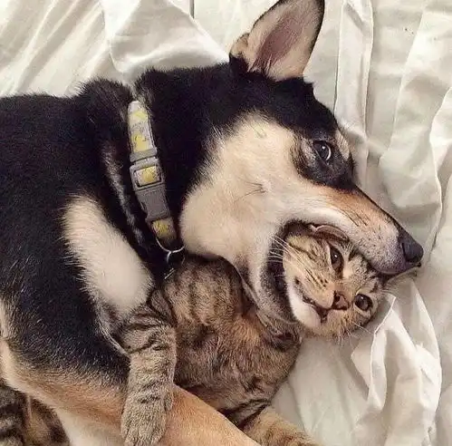 猫救命我快被大金毛吃掉了
