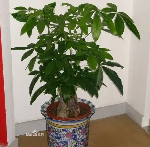 阳台生旺植物与化煞植物,催财旺运,美化阳台
