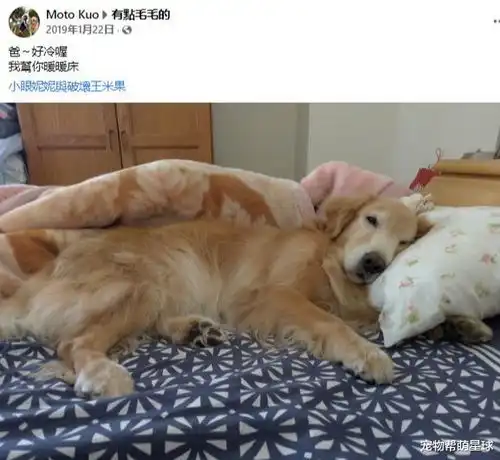 金毛在她身边睡觉被遭嫌弃,她的言语引起众愤快给我抱紧它