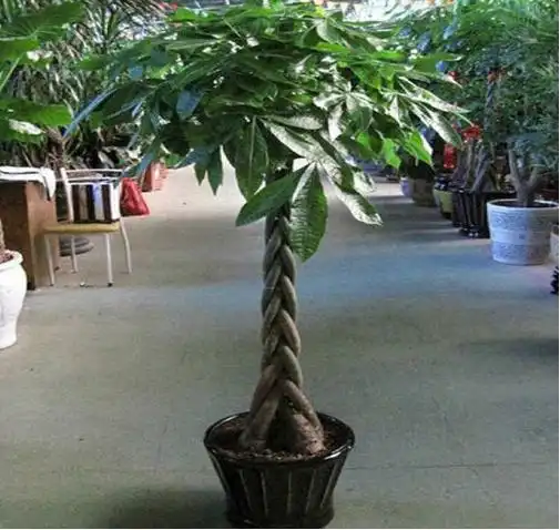 家里切记摆放这几种植物,有钱人早知道了,既给家里带好运又好看
