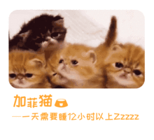 都说女生像猫,你是哪种猫系女票呢,问问你们男盆友看看
