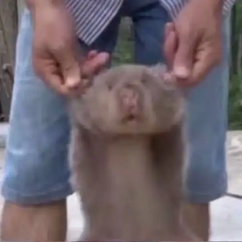 可爱又沙雕的情侣头像甜甜的爱情侣头像我要个性网
