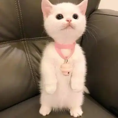 猫咪狗狗到底要不要喝羊奶粉
