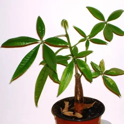 特别容易生长的发财树,在室内低光照的环境下也能生长旺盛
