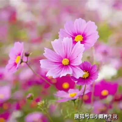 好运回归,喜事不请自来,1月踩中狗屎运,财运悄悄降临
