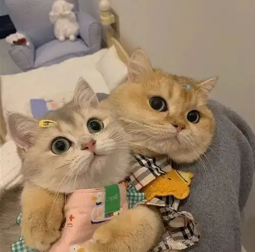 可爱猫咪情头总结了一些特别有幸福感的小事
