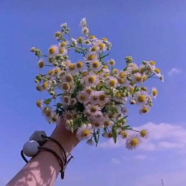 没有名字,只有甜甜的少女心
