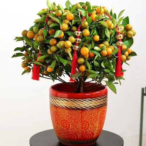 12种漂亮花,招来富贵命,过年摆家里,运气一直旺
