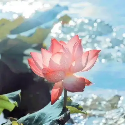 老人微信荷花头像图片,做微信头像最漂亮莲花的图片
