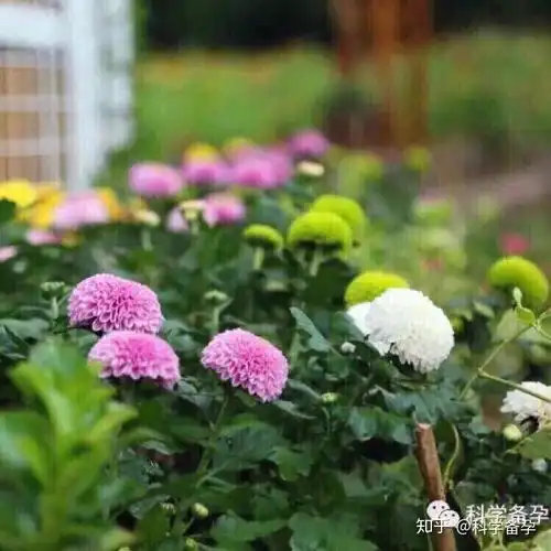 科学备孕男孩方法
