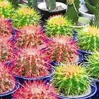仙人掌高清头像好看的仙人掌微信头像大全
