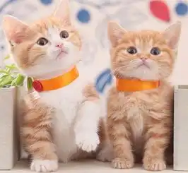 头像男抱猫橘猫