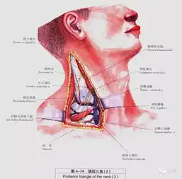 牙医必备口腔解剖精美图片
