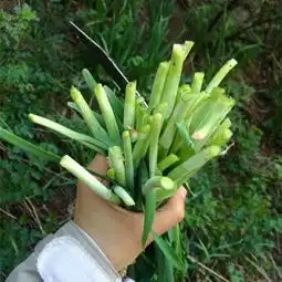 三个故事告诉你,国家队为什么要割韭菜
