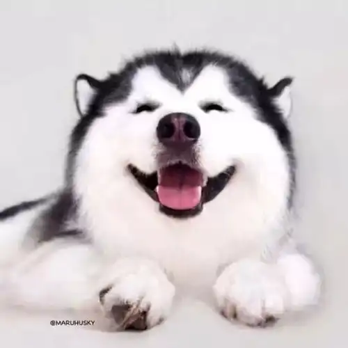 即使是父母也会喜欢毛绒绒
