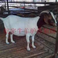 黑山羊种质特性与利用图片大全嘉祥县航宇牛羊驴养殖场
