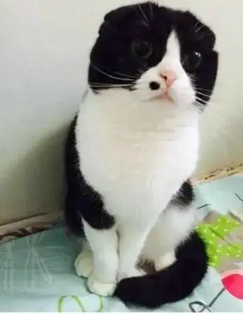 猫狗长歪的样子,简直不要太辣眼了叭好丑啊,我快吸不动了
