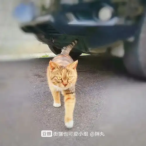 霸气回归大佬出街

