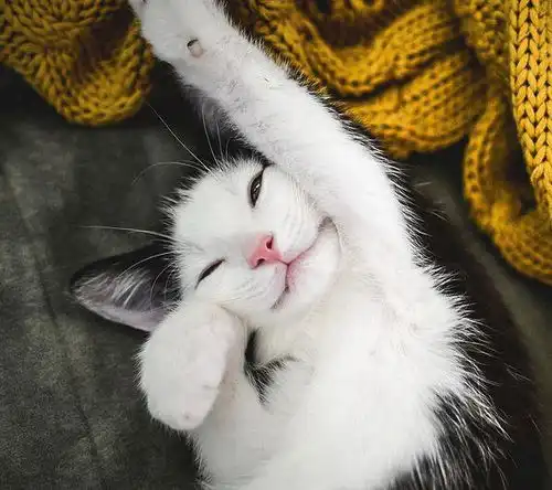 小猫qq头像,卡通版的最好,现实的猫也行
