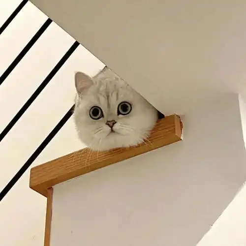 头像下辈子做只猫,然后去流浪
