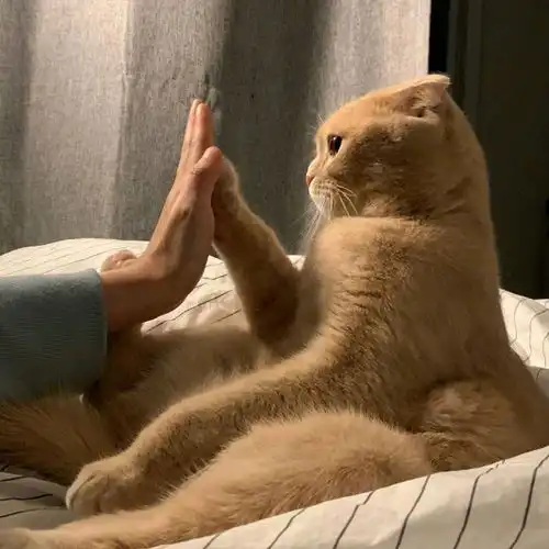 猫猫表情包

