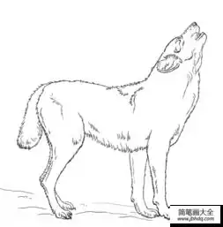 如何画咆哮的狼
