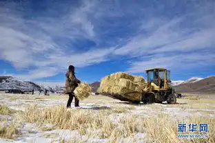 青海果洛牧民备草忙
