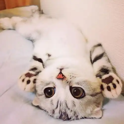 第一次养猫,如何挑选一只黏人的猫看完这些你就知道了
