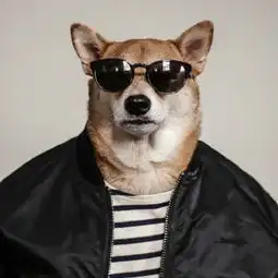 一只靠脸吃饭的狗,月入十万养主人,只因做了这个
