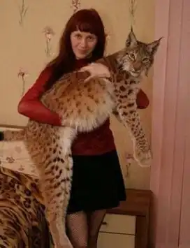 遛猪来看这些千奇百怪的宠物还有什么不敢养
