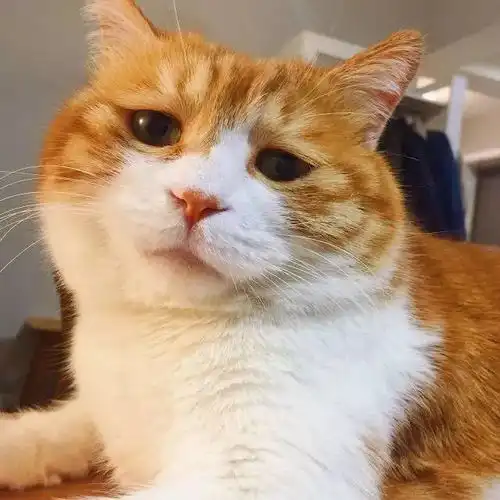 这只小确丧的猫在中国和日本火了想吃却怎么都吃不到,还有让猫生绝望的悲催日常
