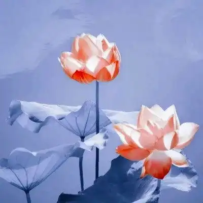 老人微信荷花头像图片,做微信头像最漂亮莲花的图片
