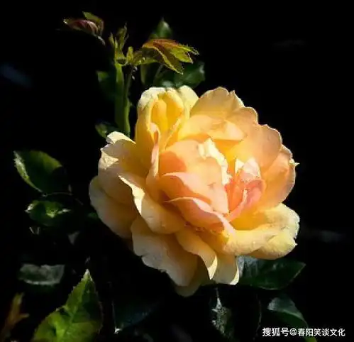 非常经典的句子,人生,就是一边拥有一边失去,一边选择一边放弃
