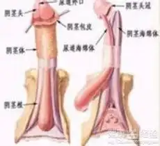 包皮过长会有什么影响
