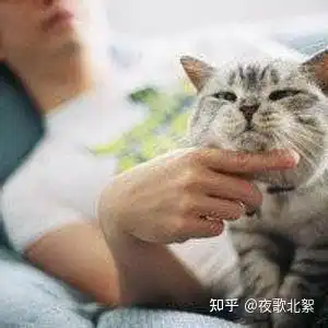 7个月的母猫会发情吗
