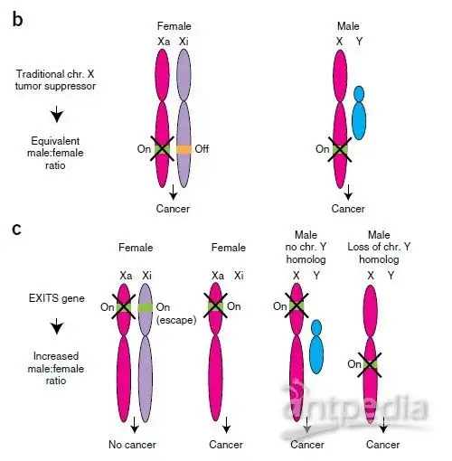 natgenet为何癌症偏爱男性是x染色体拯救了她们
