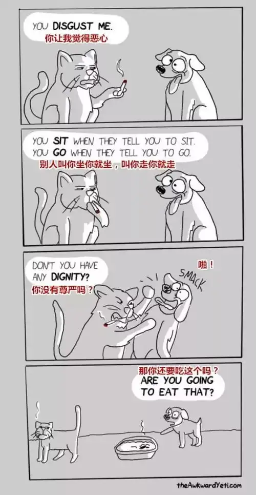 猫咪和狗狗的区别究竟在哪儿

