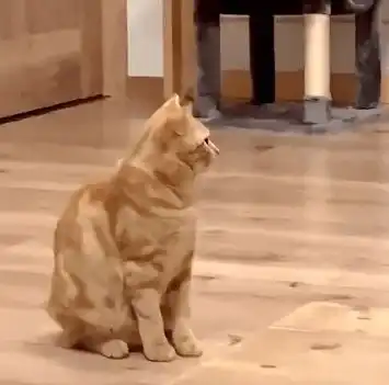 家有两只猫啥体验网友嗐,就分分钟变渣男呗
